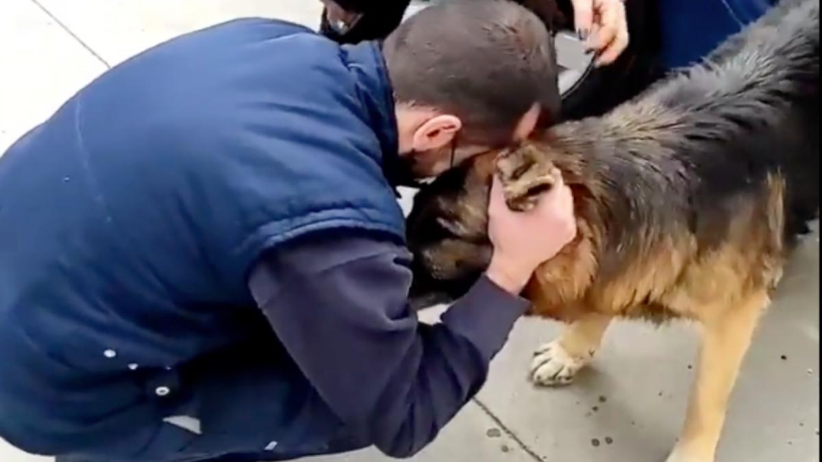 El emocionante reencuentro de un perro con su familia tras siete años desaparecido