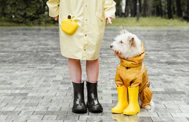 Consells i cures per protegir el meu gos de la pluja
