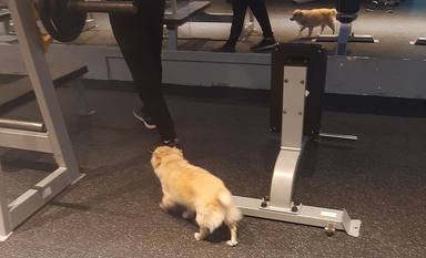 La historia viral del hombre que lleva a su perro al gimnasio y al trabajo