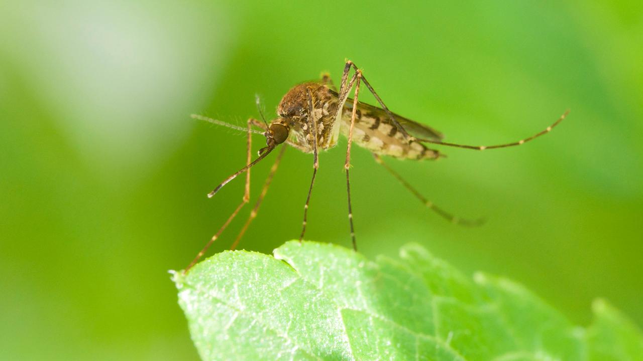 Cómo hacer desaparecer los mosquitos de tu casa este verano con un cable de cobre