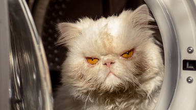 Kitty gata viral por sobrevivir a la lavadora