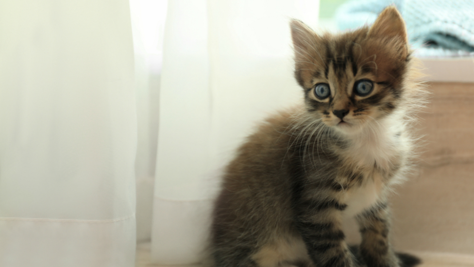 La conmovedora historia de la gatita recién nacida que encontró abandonada Merche