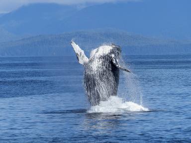 Capturen el salt d'una de les balenes més grans que cada any passa per la costa del mediterrani