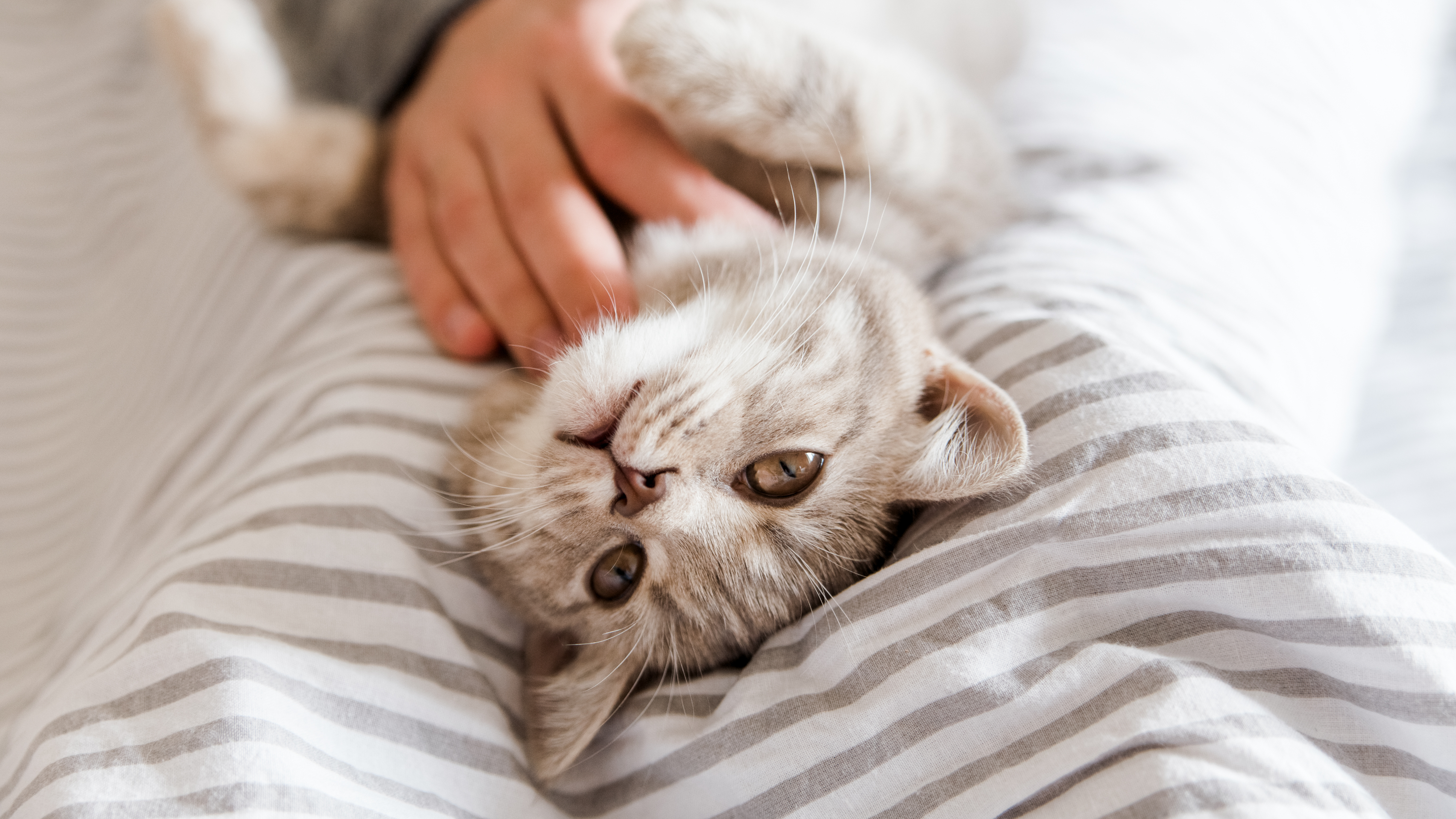 AUDIO: Los gatos saben más ti de lo puedas imaginarte - ¡Buenos días, Javi y Mar! - CADENA