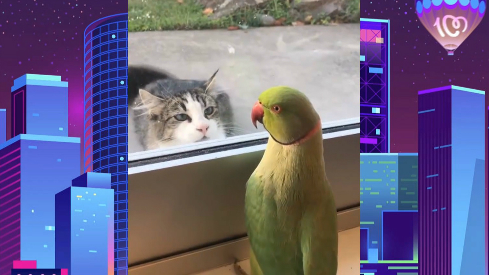 VIDEO: El vídeo en el que un pájaro vacila a un gato a través de una ventana - Grethel Gonzalez - CADENA 100