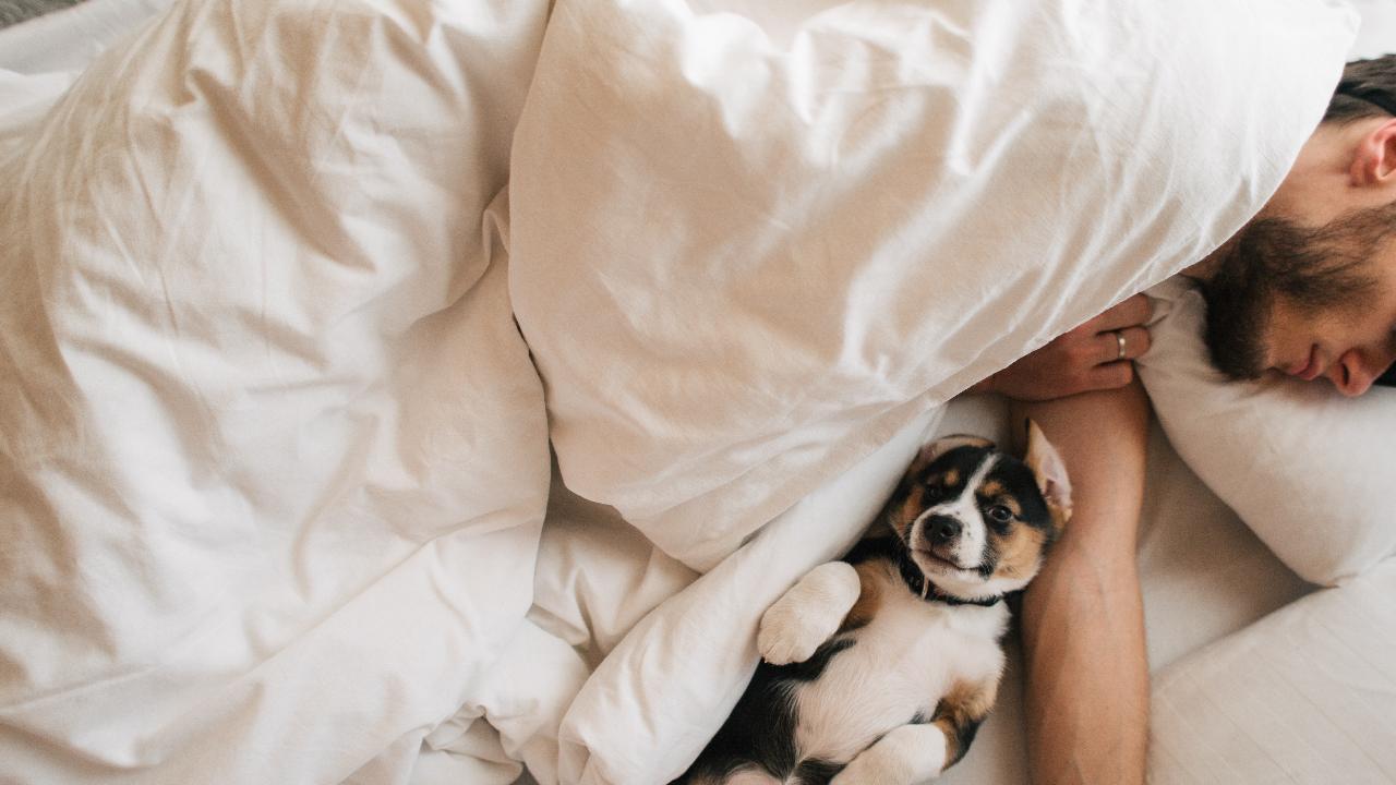 Por qué no debes dejar que tu perro duerma contigo en la cama