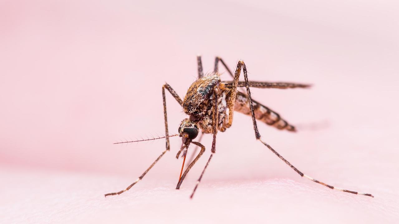 Por qué los mosquitos pican a unos sí y a otros no: la relación con el gel de ducha que usas