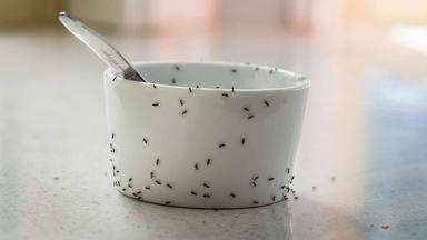 Eliminar hormigas y cucarachas de casa