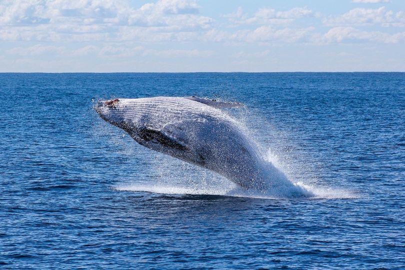 La segona balena més gran del món menja a Catalunya