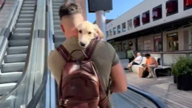 El perro que se ha hecho viral porque no le gusta subir por las escaleras mecánicas: "Lo peligroso que es..."