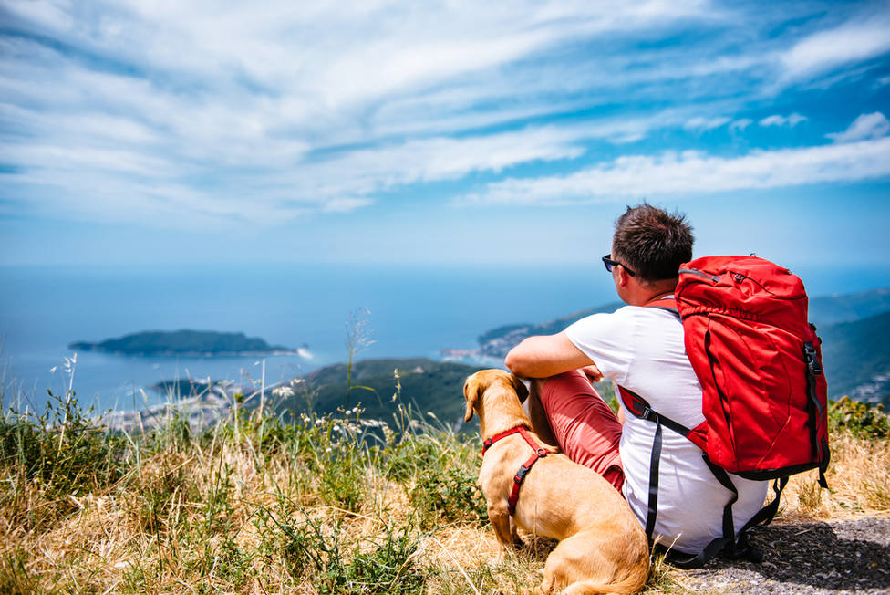 Se puede viajar con un perro en avion