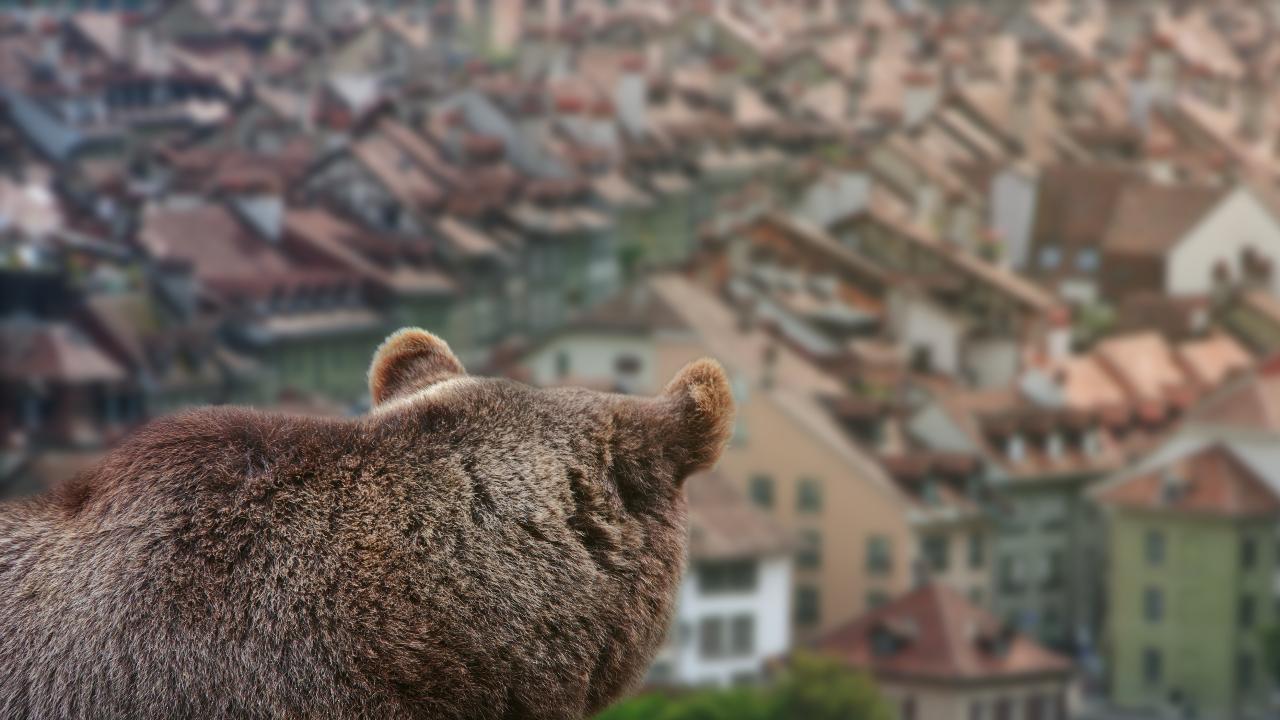 Qué debes hacer si te encuentras con un oso en plena calle