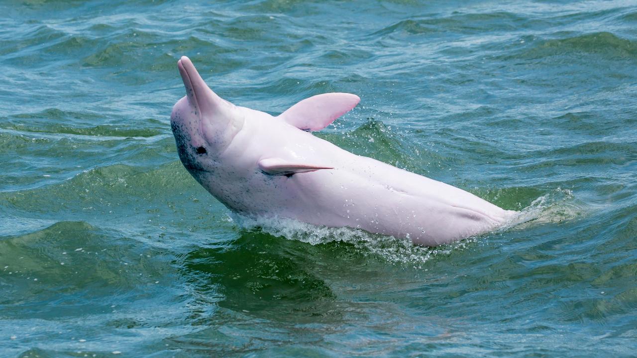 El vídeo de un delfín rosa en el río Amazonas que se ha hecho viral: ¿por qué tienen ese color de piel?