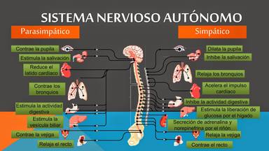 La respiración anti-pánico de Pablos Motos activa el sistema nervioso antisimpático