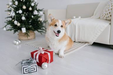 Que regalar al teu gos per Nadal?